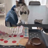 両手を空中でふる猫3