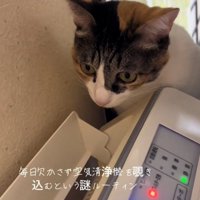 空気清浄機を見つめる猫