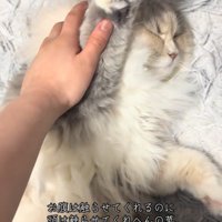 しっかり目を閉じる猫