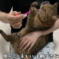 赤ちゃん抱っこでオモチャを前脚でつかむ猫