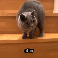 階段で立っている猫