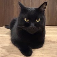 キリっとした表情で座る黒猫