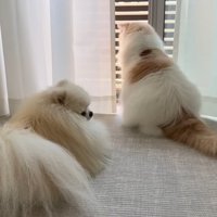 窓を見ている犬と猫