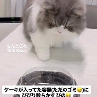 ケーキの容器に近づく猫