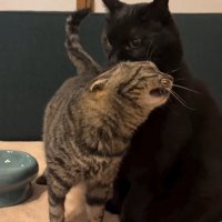 黒猫にすりすりしているキジトラ