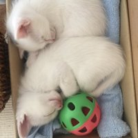 段ボール箱の中で縦並びで眠る猫