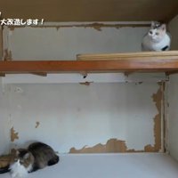 押し入れの中にいる猫達