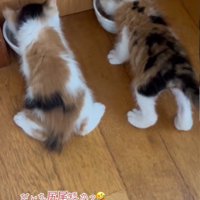 2匹並んで食事をしている子猫