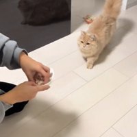 歩いてくる猫