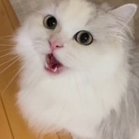 飼い主に何か伝えるように声をあげるミヌエット