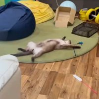 床でヘソ天をする猫