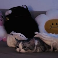 ソファに寝そべるミヌエット