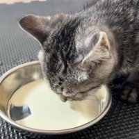 ミルクを飲む子猫