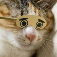 室内にいる猫