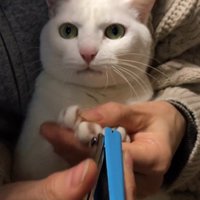 爪切り中の猫の顔