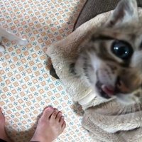 2匹の猫が一緒に鳴き声をあげている