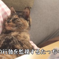 ウトウトする猫