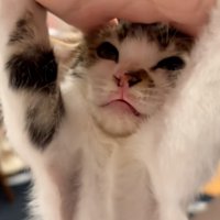 拒否する子猫の顔
