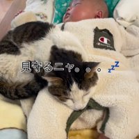 赤ちゃんと猫