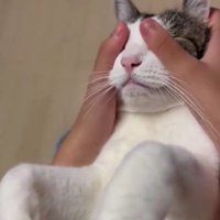 マッサージされている猫