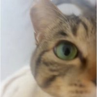 布団の上で鳴いている猫