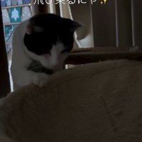 ハンモックに乗ろうとしている猫