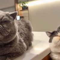 室内にいる猫