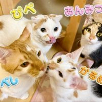 4匹の猫