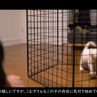 ボールで遊ぶ子猫