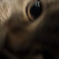 近づいてくる子猫