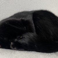 寝相によってどこが頭か分からなくなった猫