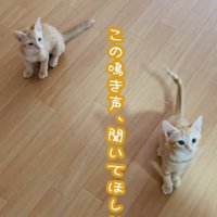 フローリングの上の2匹の子猫