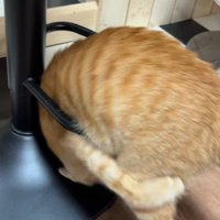 輪っかをくぐる猫