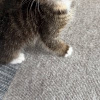 子猫の足元