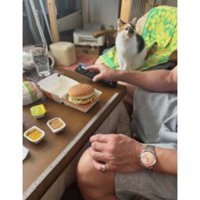 室内にいる猫