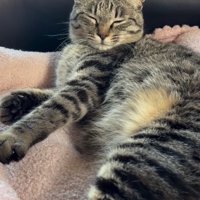 カメラに顔を向けたまま横になって目を瞑っている猫