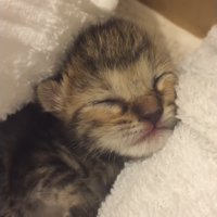 寝ている子猫