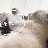 それそれ〜