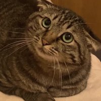 香箱座りをしているイカ耳のキジトラ（瞳孔やや小さめ）