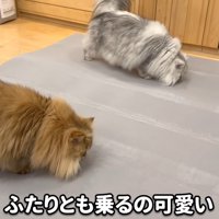 2匹の猫