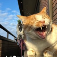 口を開ける猫