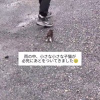 男性を追いかける子猫
