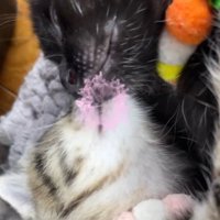 寝返りを打って顔がくっつく2匹の子猫