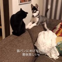 ソファの背もたれに座る黒猫とハスキー犬