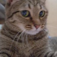 遊んでいる猫