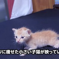 テロップ「ガリガリに痩せた～」