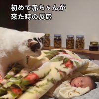 赤ちゃんを覗き込む猫