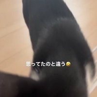 床の上を歩いている猫