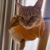 ハンモックでくつろぐ茶トラ猫