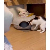 おもちゃで遊ぶ猫